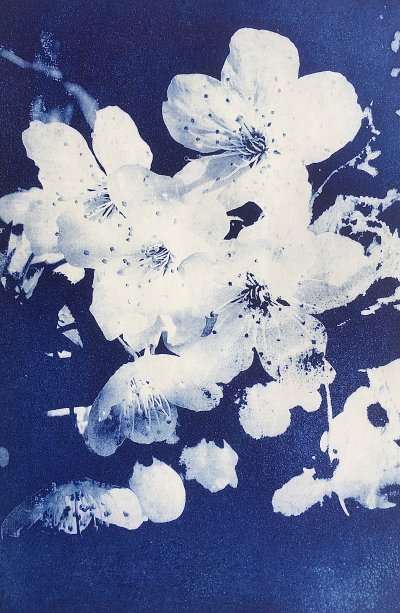Blossom in Blue