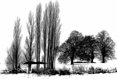 Trees on Hampstead Heath