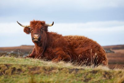 Orkney cow